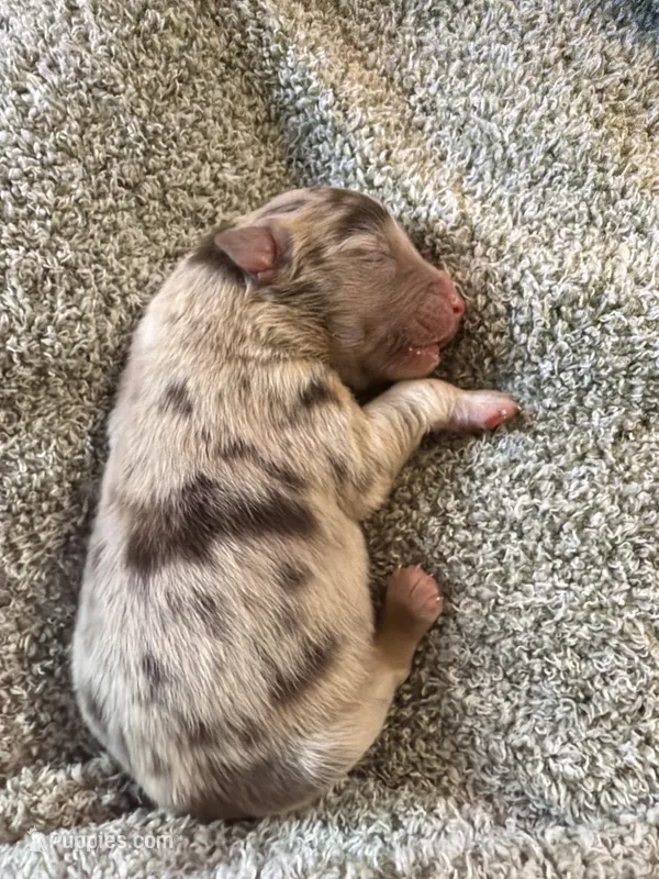 Rolly  – Australian Shepherd puppy for sale in Bellefontaine, OH