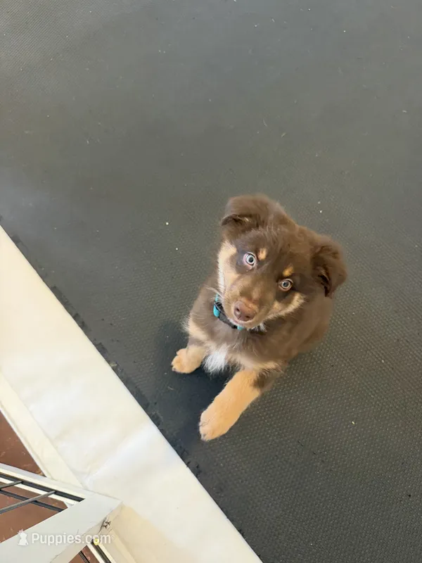 Freckles  – Australian Shepherd puppy for sale in Bellefontaine, OH