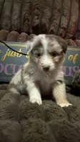 Rolly , a male Australian Shepherd for sale in Bellefontaine, OH – 1 of 4