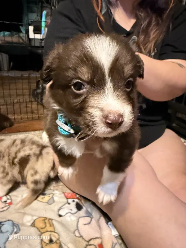 Hera – Australian Shepherd puppy for sale in Bellefontaine, OH