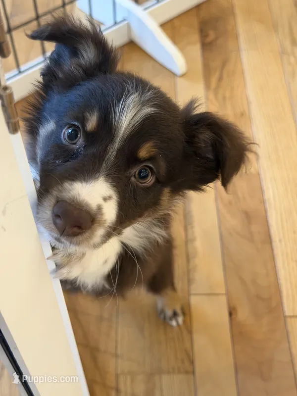 Dipstick  – Australian Shepherd puppy for sale in Bellefontaine, OH