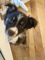 Dipstick , a female Australian Shepherd for sale in Bellefontaine, OH – 1 of 8