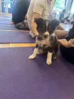 Dipstick , a female Australian Shepherd for sale in Bellefontaine, OH – 6 of 8