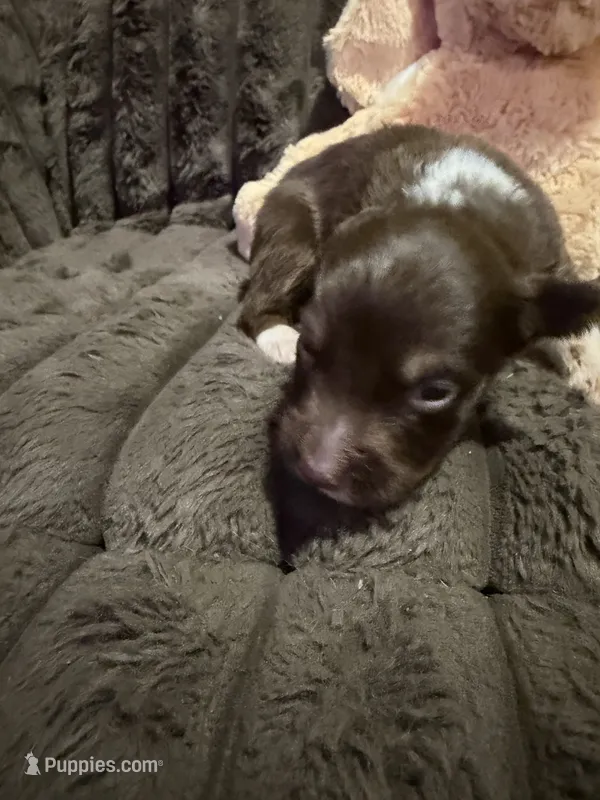 Hades – Australian Shepherd puppy for sale in Bellefontaine, OH