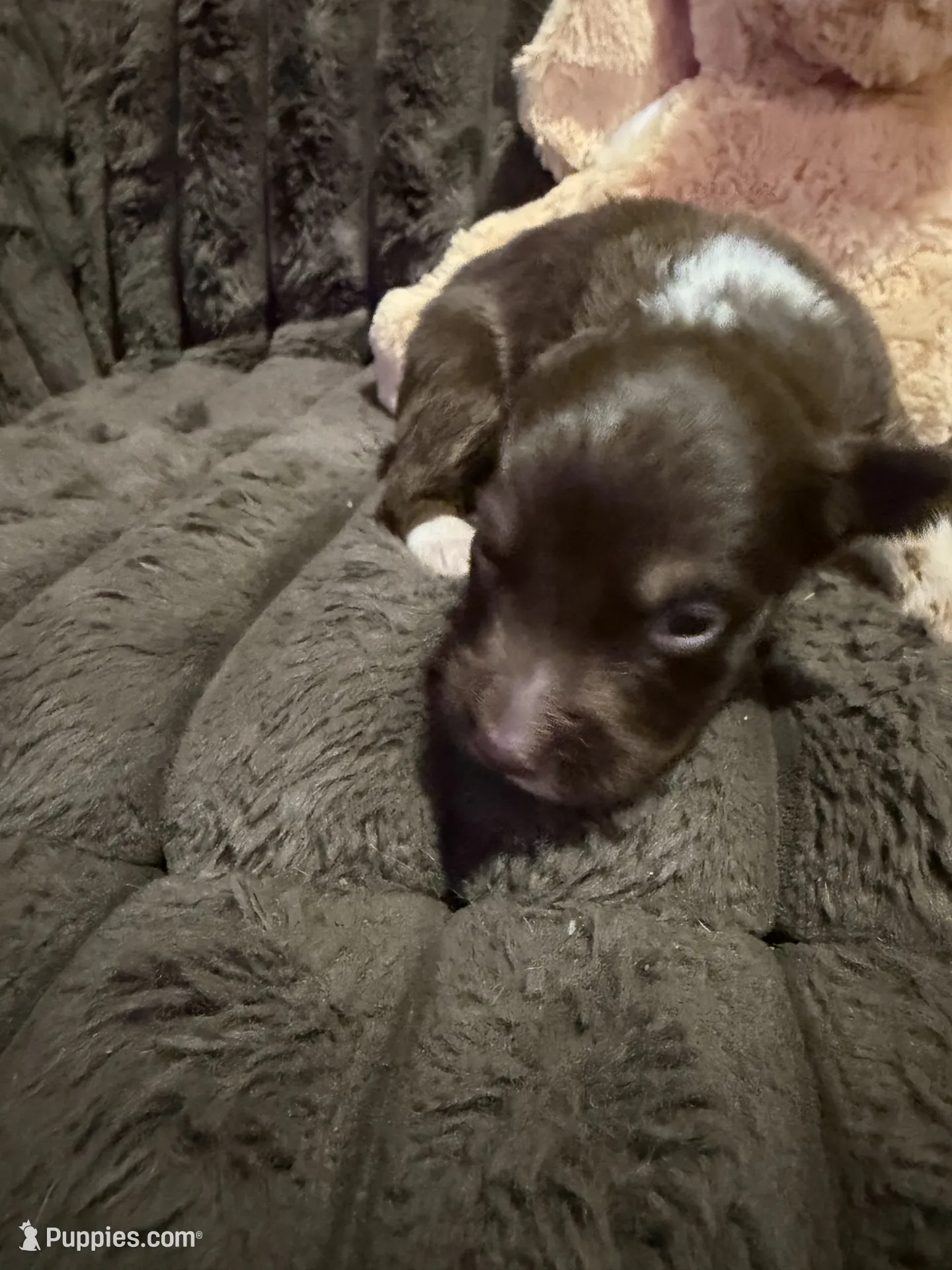 Hades – Australian Shepherd Puppy for Sale in | Puppies.com