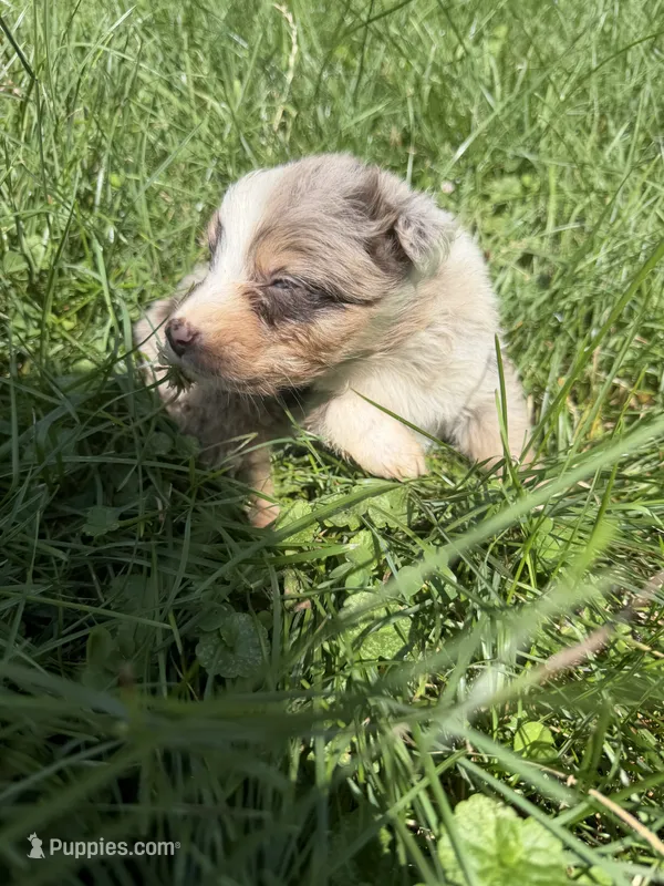Lucky – Australian Shepherd puppy for sale in Bellefontaine, OH