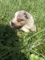 Lucky, a male Australian Shepherd for sale in Bellefontaine, OH – 1 of 4
