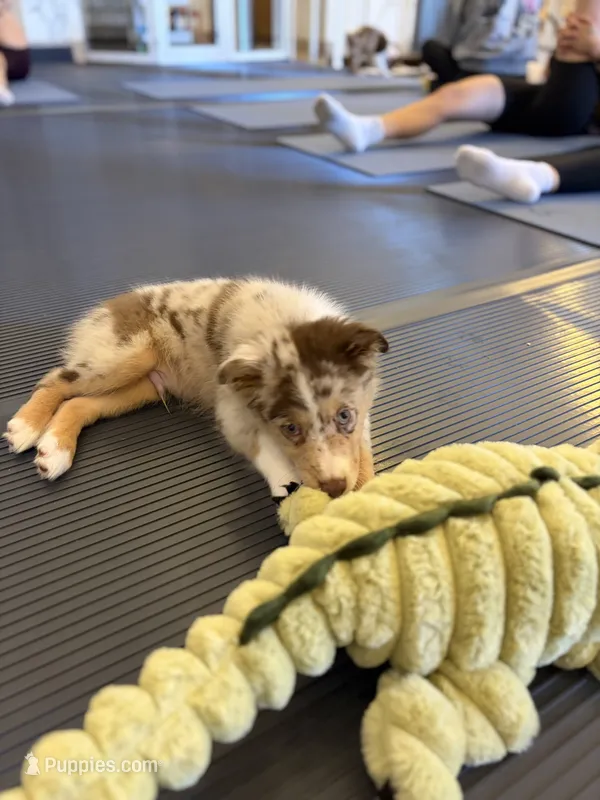 Rolly  – Australian Shepherd puppy for sale in Bellefontaine, OH