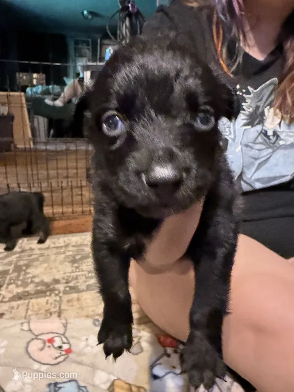 Draco – Australian Shepherd puppy for sale in Bellefontaine, OH