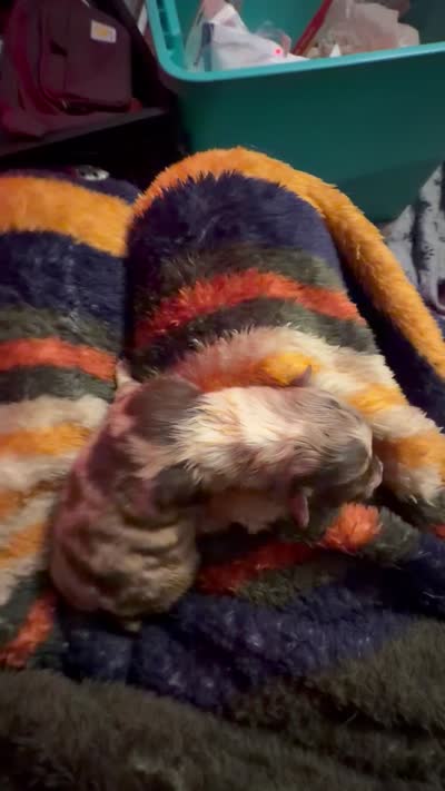 Perdita, a female Australian Shepherd for sale in Bellefontaine, OH – 2 of 2