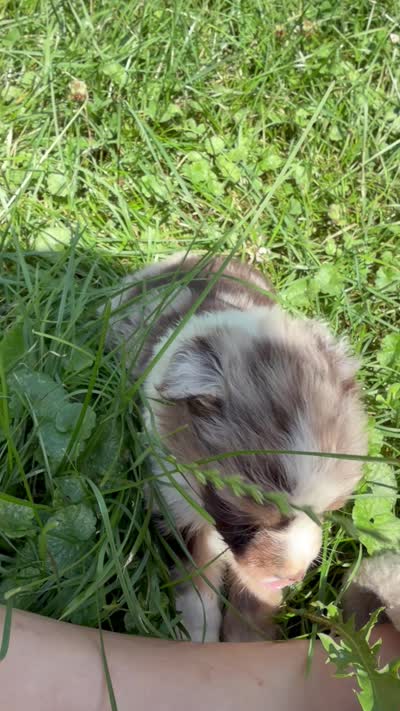 Lucky, a male Australian Shepherd for sale in Bellefontaine, OH – 4 of 4