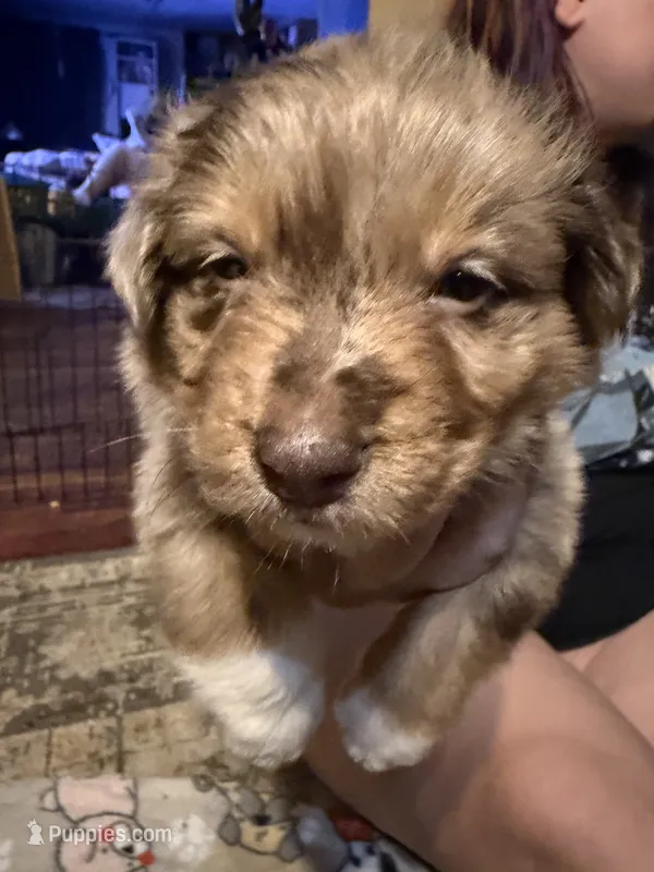Poseidon – Australian Shepherd puppy for sale in Bellefontaine, OH