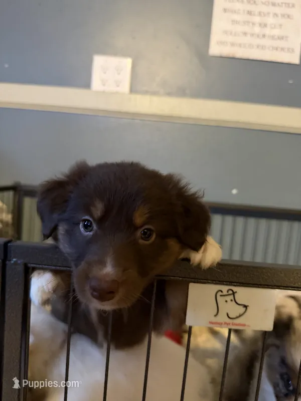 Diva – Australian Shepherd puppy for sale in Bellefontaine, OH