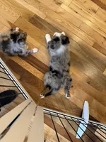 Remi , a male Australian Shepherd for sale in Bellefontaine, OH – 2 of 9
