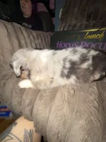 Fidget, a male Australian Shepherd for sale in Bellefontaine, OH – 2 of 5