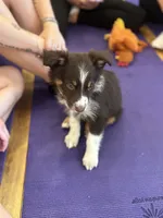Dipstick , a female Australian Shepherd for sale in Bellefontaine, OH – 4 of 8