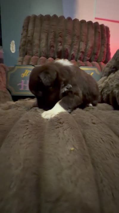 Two-tone , a female Australian Shepherd for sale in Bellefontaine, OH – 6 of 6