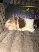 Jewel, a female Australian Shepherd for sale in Bellefontaine, OH – 4 of 6