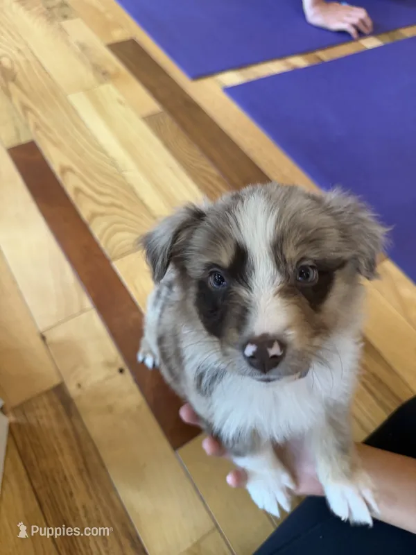 Lucky – Australian Shepherd puppy for sale in Bellefontaine, OH