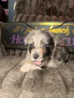 Fidget, a male Australian Shepherd for sale in Bellefontaine, OH – 1 of 5