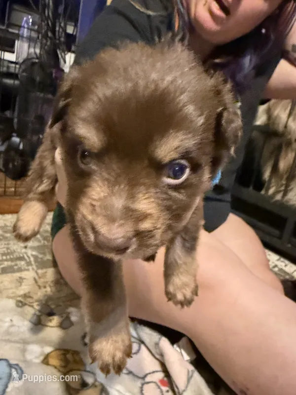Krum – Australian Shepherd puppy for sale in Bellefontaine, OH