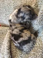 Pongo , a male Australian Shepherd for sale in Bellefontaine, OH – 3 of 4