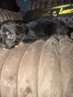 Pepper, a female Australian Shepherd for sale in Bellefontaine, OH – 4 of 5