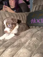 Dipstick , a female Australian Shepherd for sale in Bellefontaine, OH – 3 of 5