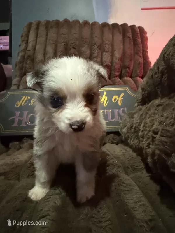 Pongo  – Australian Shepherd puppy for sale in Bellefontaine, OH