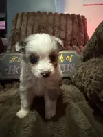 Pongo , a male Australian Shepherd for sale in Bellefontaine, OH – 1 of 5