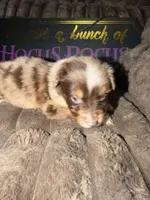 Penny , a female Australian Shepherd for sale in Bellefontaine, OH – 4 of 6