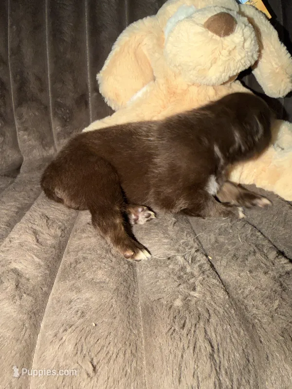Hermes – Australian Shepherd puppy for sale in Bellefontaine, OH