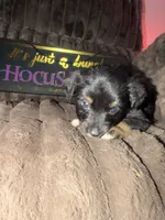 Pepper, a female Australian Shepherd for sale in Bellefontaine, OH – 2 of 5
