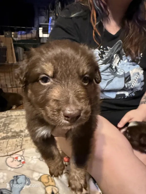Ares – Australian Shepherd puppy for sale in Bellefontaine, OH