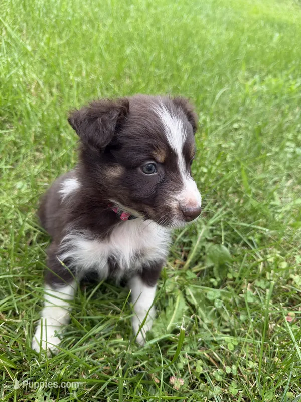 Dipstick  – Australian Shepherd puppy for sale in Bellefontaine, OH