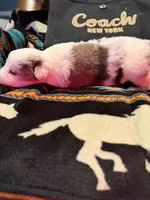 Coach, a female Australian Shepherd for sale in Bellefontaine, OH – Photo 7 of 10