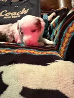 Coach, a female Australian Shepherd for sale in Bellefontaine, OH – Photo 5 of 10