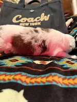 Coach, a female Australian Shepherd for sale in Bellefontaine, OH – Photo 9 of 10