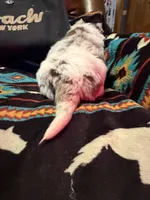 Coach, a female Australian Shepherd for sale in Bellefontaine, OH – Photo 3 of 10