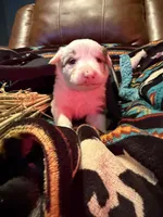 Coach, a female Australian Shepherd for sale in Bellefontaine, OH – Photo 6 of 10