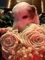 Coach, a female Australian Shepherd for sale in Bellefontaine, OH – Photo 4 of 10