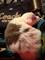 Coach, a female Australian Shepherd for sale in Bellefontaine, OH – Photo 2 of 10