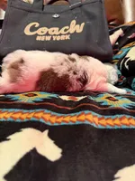 Coach, a female Australian Shepherd for sale in Bellefontaine, OH – Photo 10 of 10