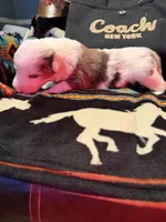 Coach, a female Australian Shepherd for sale in Bellefontaine, OH – Photo 8 of 10