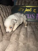 Pongo , a male Australian Shepherd for sale in Bellefontaine, OH – 4 of 5