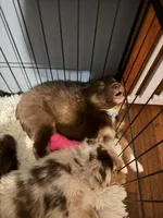 Diva, a female Australian Shepherd for sale in Bellefontaine, OH – 2 of 4