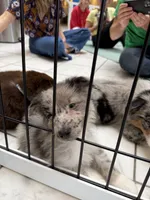 Remi , a male Australian Shepherd for sale in Bellefontaine, OH – 7 of 9