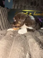 Two-tone , a female Australian Shepherd for sale in Bellefontaine, OH – 3 of 6