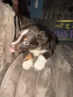 Two-tone , a female Australian Shepherd for sale in Bellefontaine, OH – 2 of 6