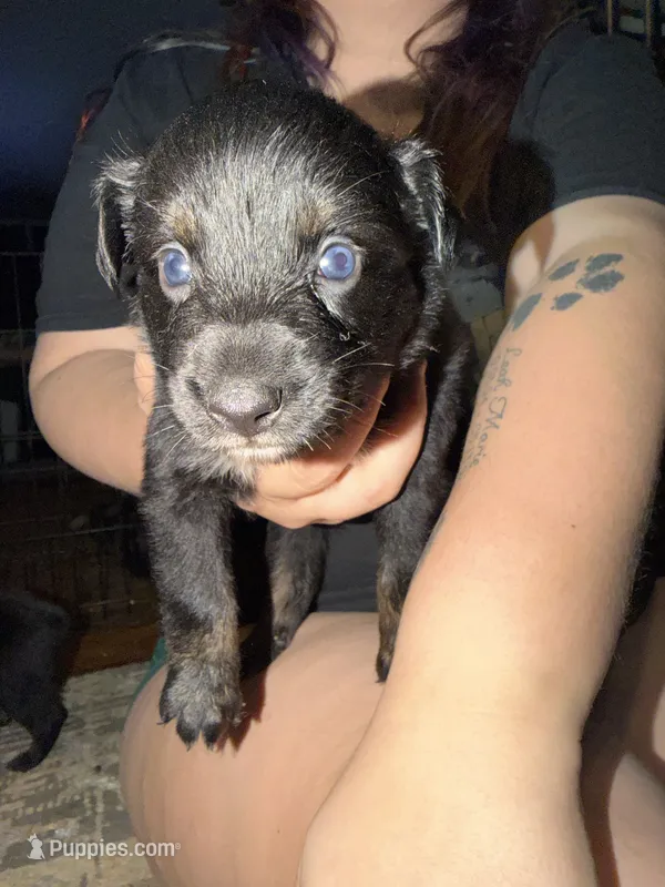 Tonks – Australian Shepherd puppy for sale in Bellefontaine, OH